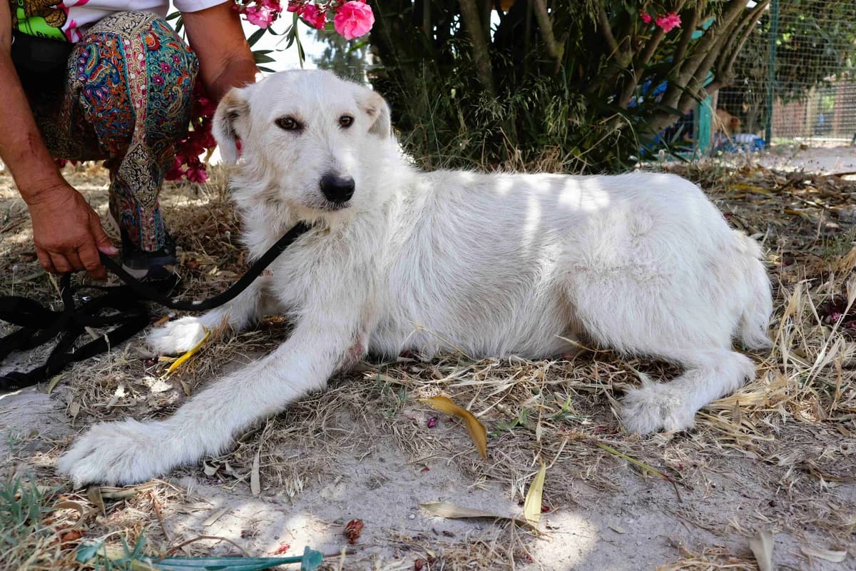 NEVE, Branco female young Mixed Breed for adoption at O Cantinho da Milu, Lisbon