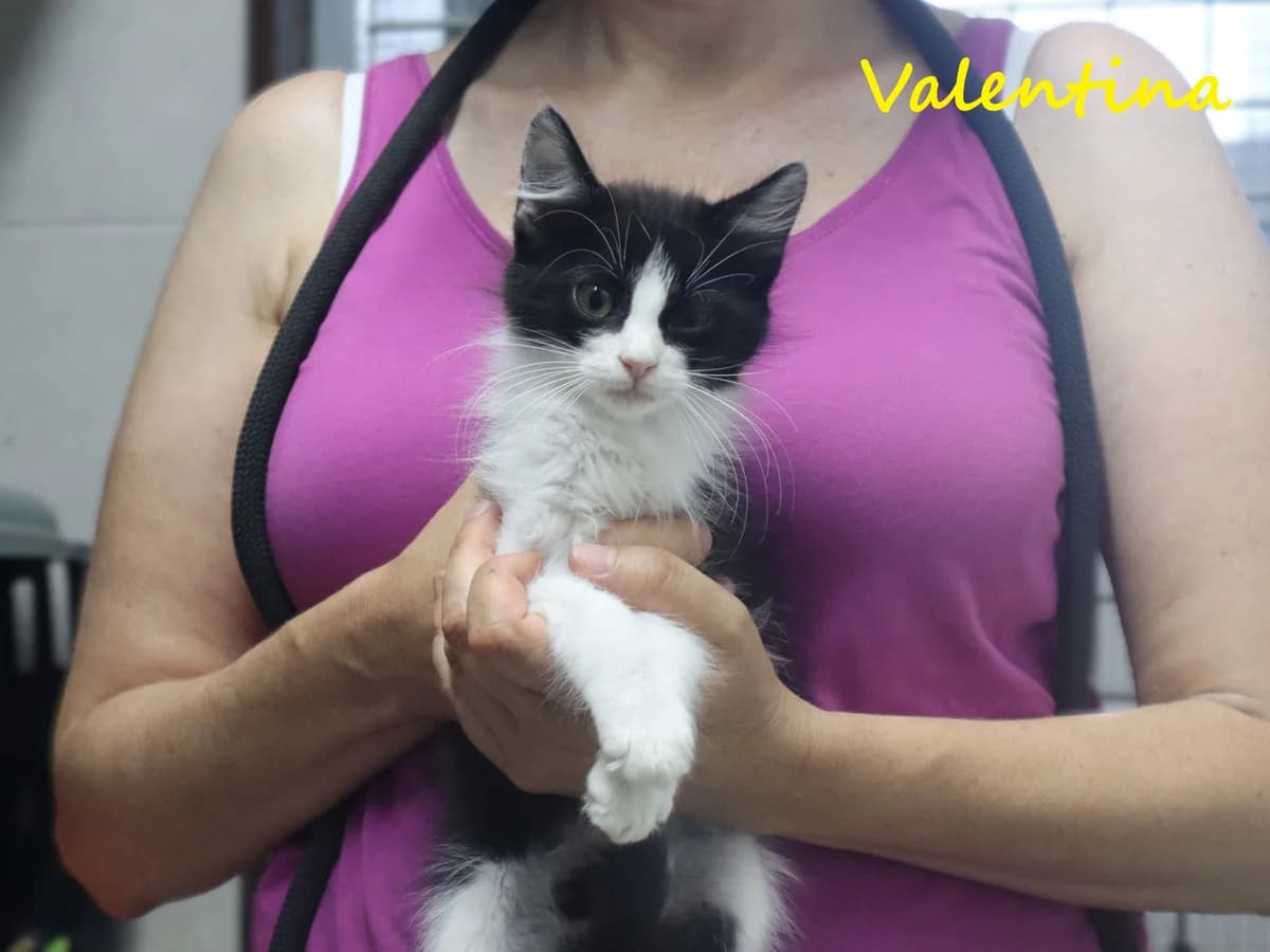 VALENTINA, Preto e Branco female puppy Mixed Breed for adoption at O Cantinho da Milu, Lisbon