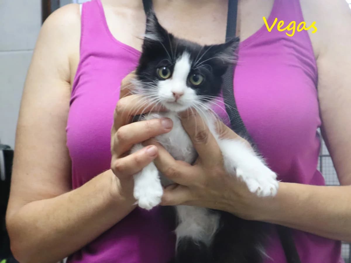 VEGAS, Preto e Branco male puppy Mixed Breed for adoption at O Cantinho da Milu, Lisbon