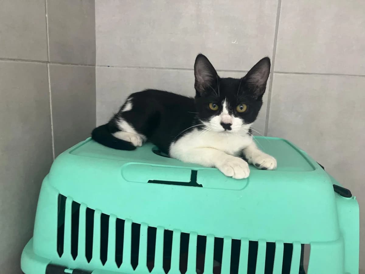 JIMMY, Cinzento e Branco male puppy Mixed Breed for adoption at O Cantinho da Milu, Lisbon