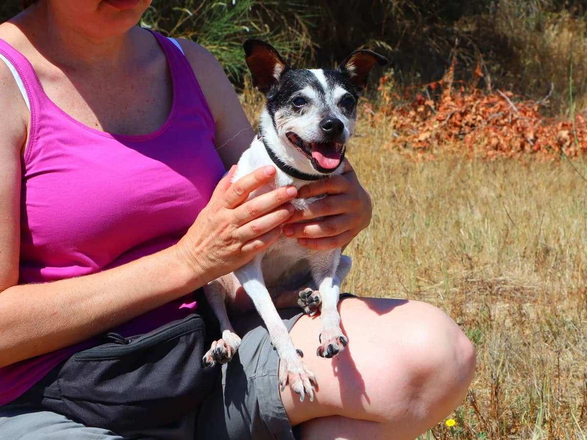 NINA, Branco e Preto female senior Mixed Breed for adoption at O Cantinho da Milu, Lisbon