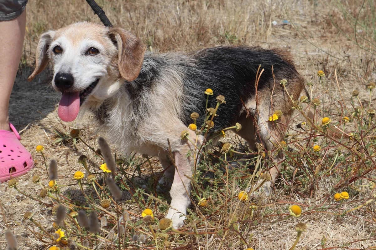 CLAUDIA, Castanho e Branco female senior Mixed Breed for adoption at O Cantinho da Milu, Lisbon