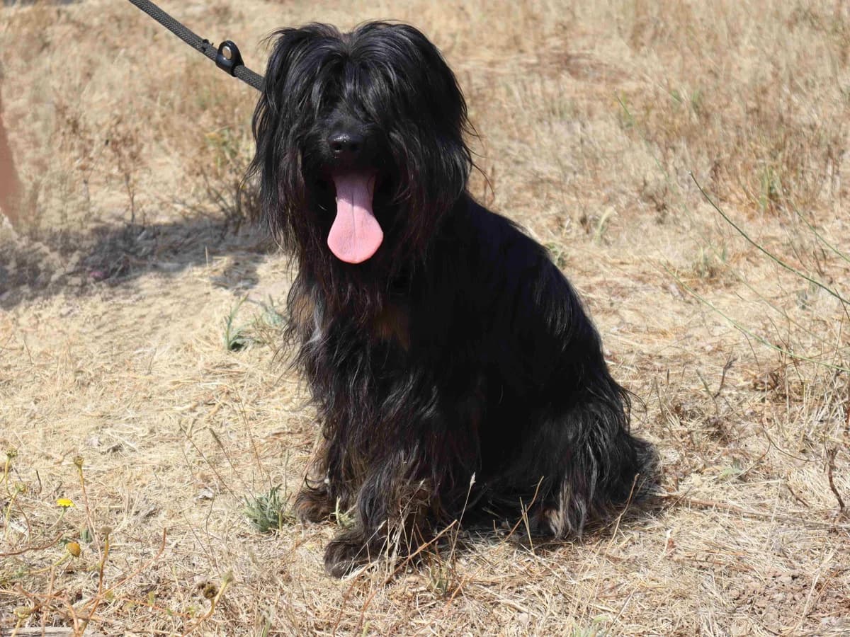 LUANA, Castanho e Preto female young Mixed Breed for adoption at O Cantinho da Milu, Lisbon