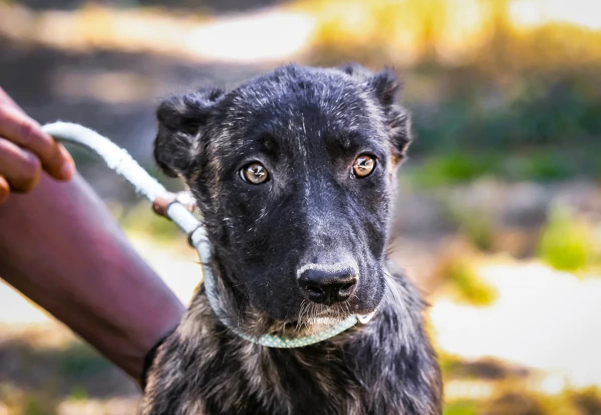 BIRDIE, Castanho female puppy Mixed Breed for adoption at O Cantinho da Milu, Lisbon