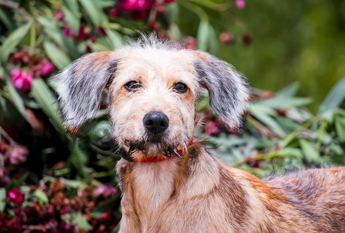 FREDDY, Castanho male puppy Mixed Breed for adoption at O Cantinho da Milu, Lisbon