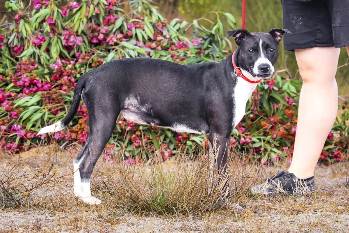 CALI, Preto e Branco female young Mixed Breed for adoption at O Cantinho da Milu, Lisbon