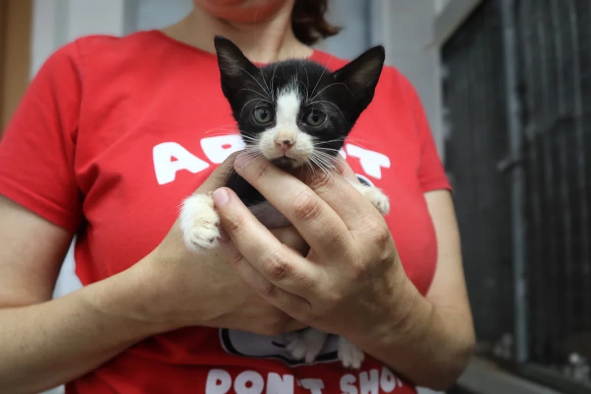 KALA, Preto e Branco female puppy Mixed Breed for adoption at O Cantinho da Milu, Lisbon