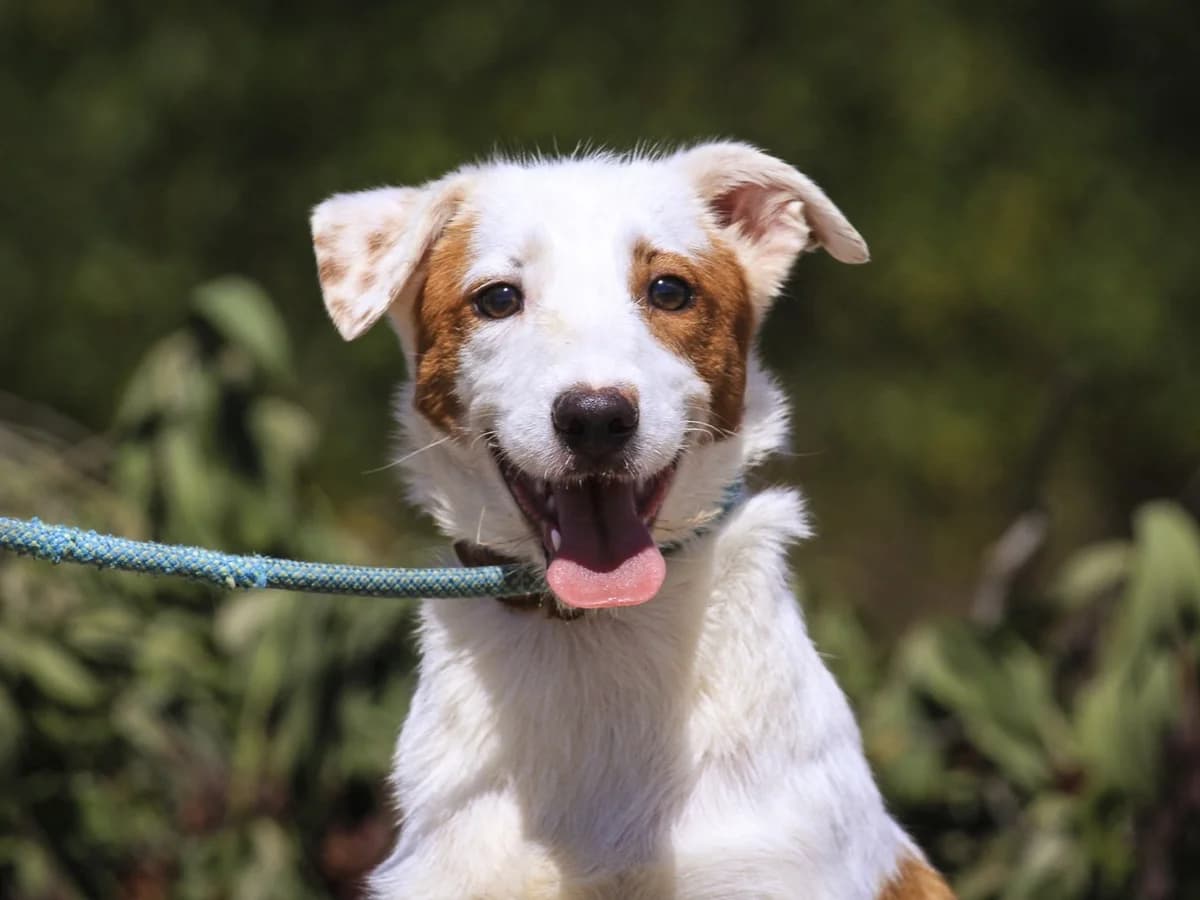 STELLA, Castanho e Branco female puppy Mixed Breed for adoption at O Cantinho da Milu, Lisbon