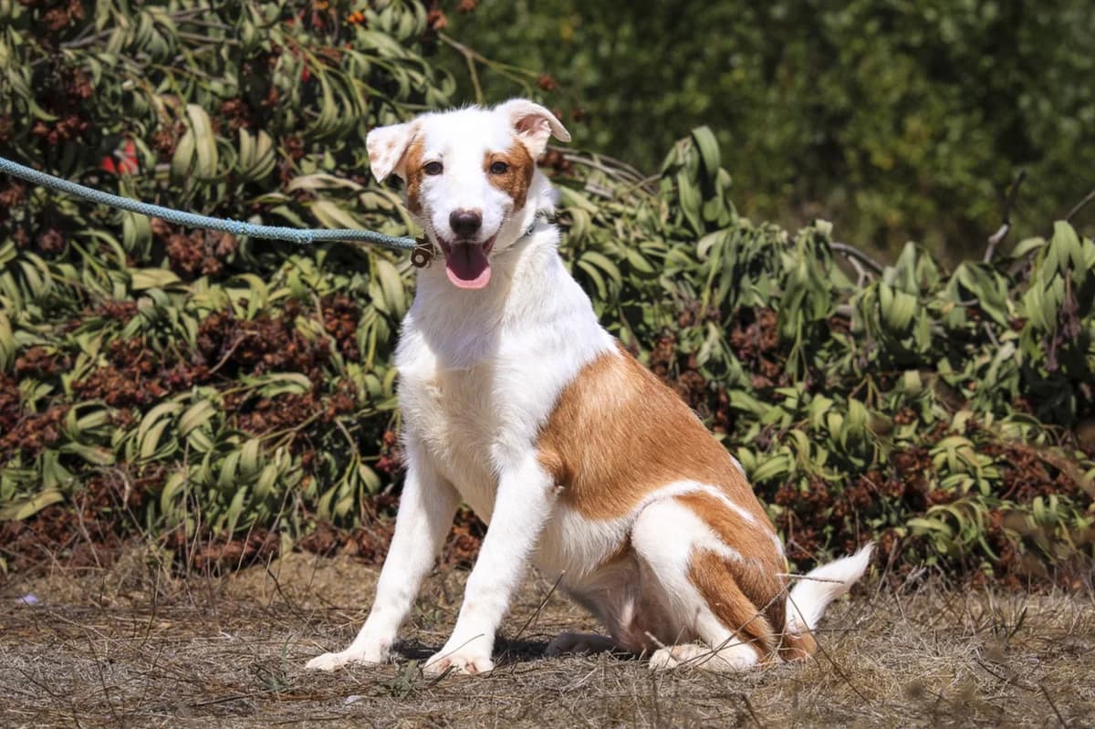 STELLA, Castanho e Branco female puppy Mixed Breed for adoption at O Cantinho da Milu, Lisbon
