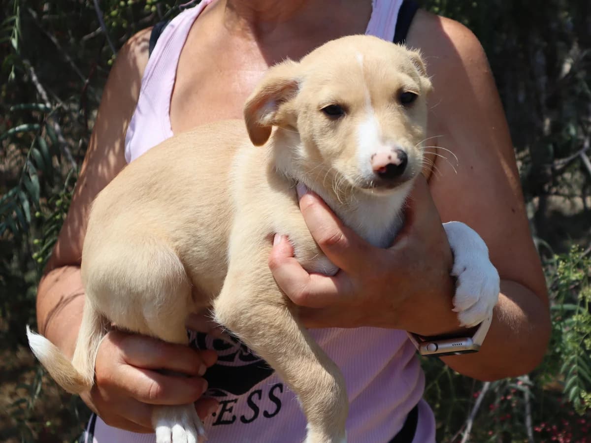 RIGG, Branco e Castanho male puppy Mixed Breed for adoption at O Cantinho da Milu, Lisbon