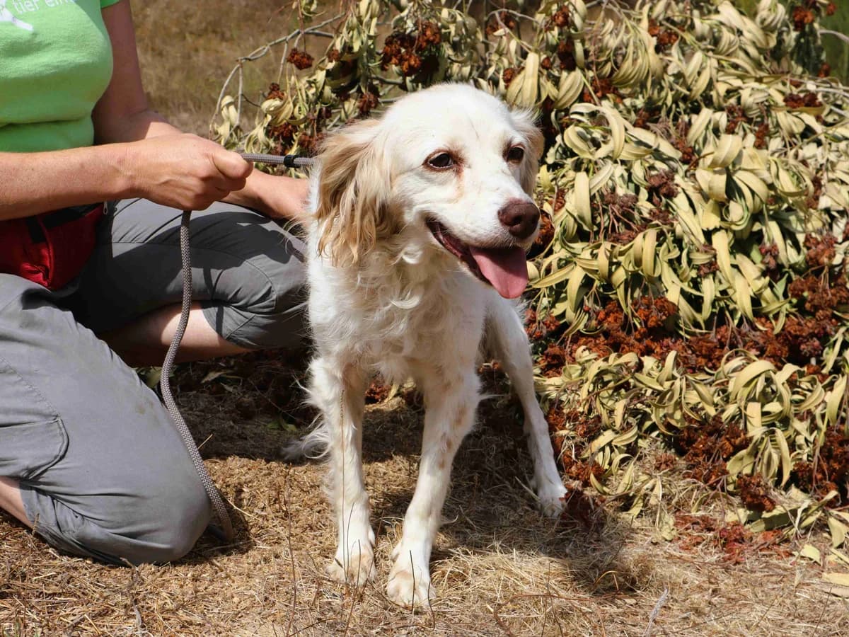 LAIKA, Branco e Castanho female senior mixed breed for adoption at O Cantinho da Milu, Lisbon