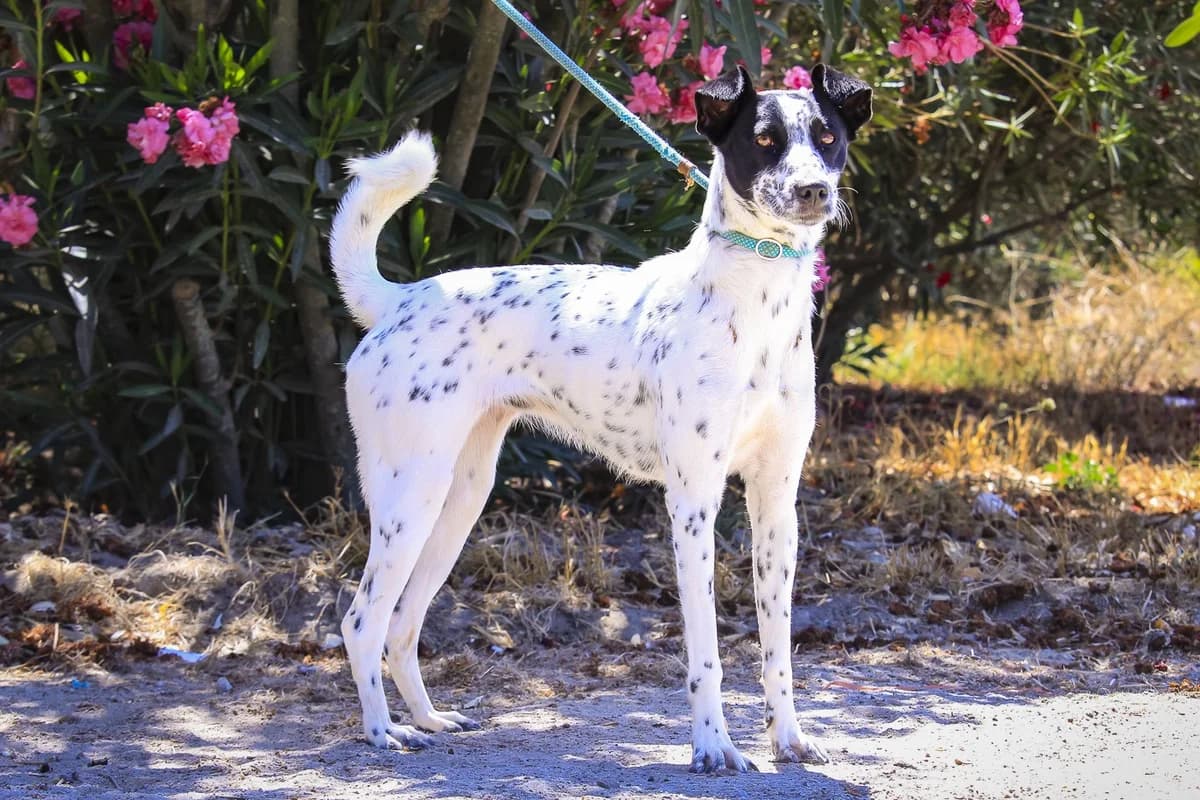NALA, Branco e Preto female young Dalmatian for adoption at O Cantinho da Milu, Lisbon