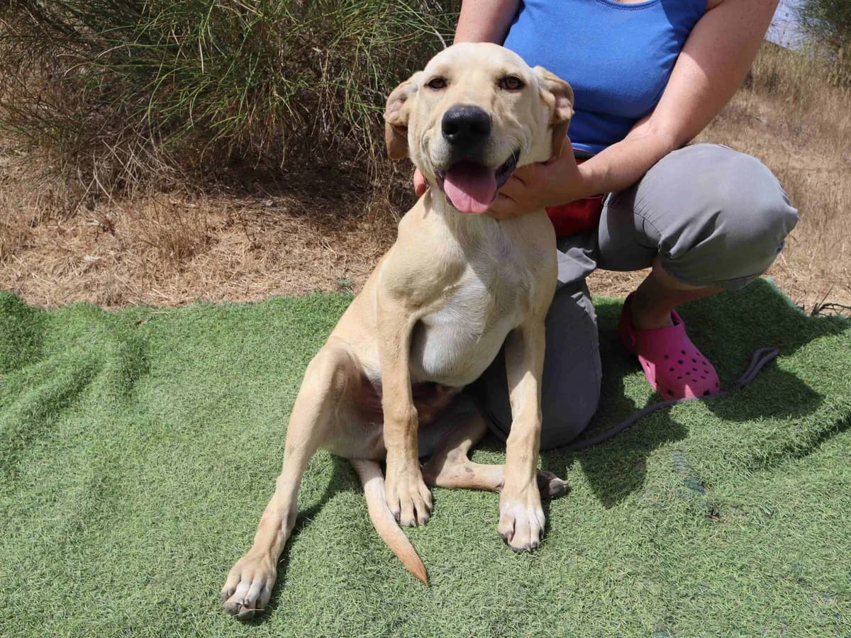 TASS, Creme male puppy Labrador Retriever for adoption at O Cantinho da Milu, Lisbon