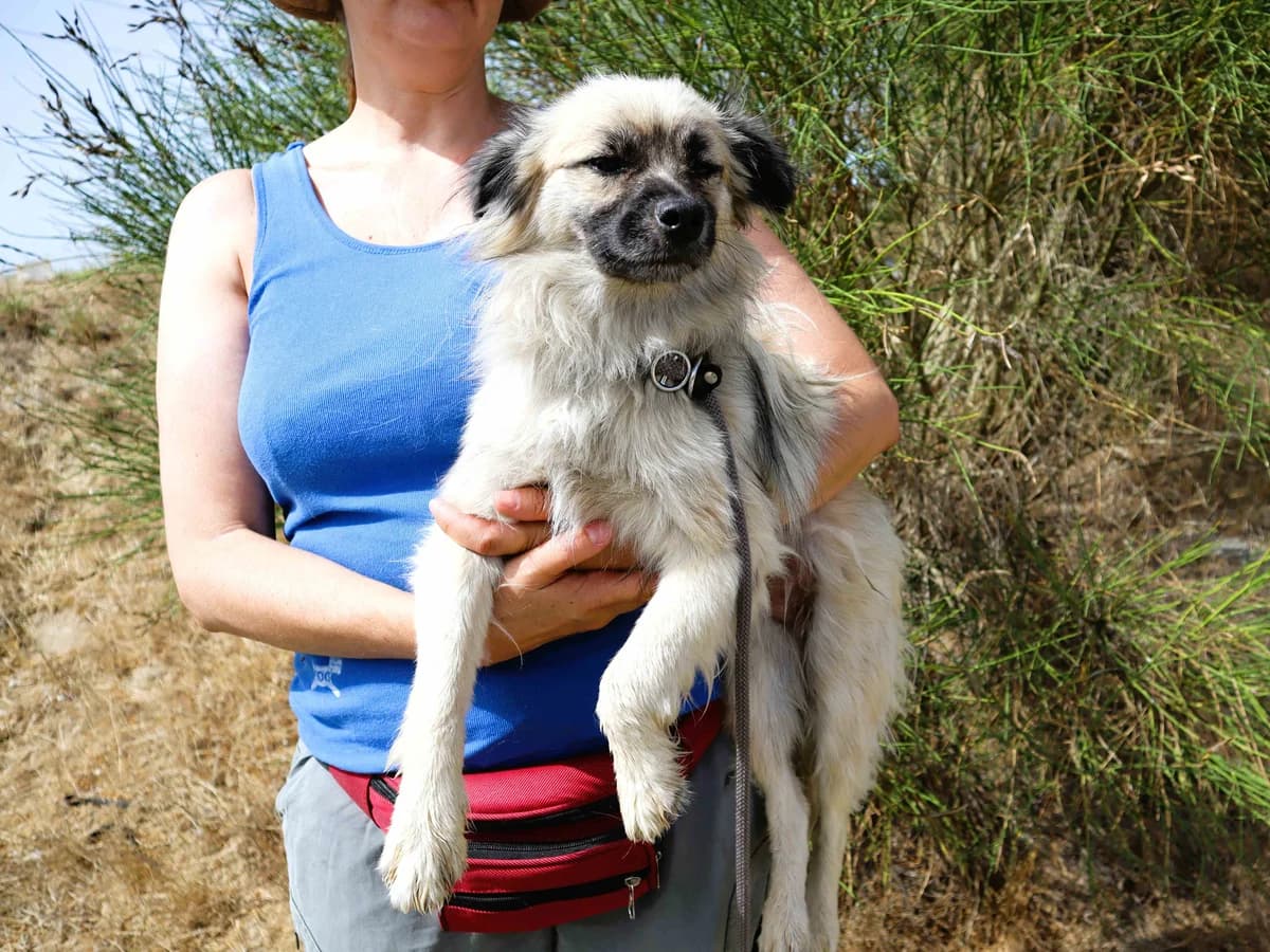 SAMI, Cinzento male young Mixed Breed for adoption at O Cantinho da Milu, Lisbon