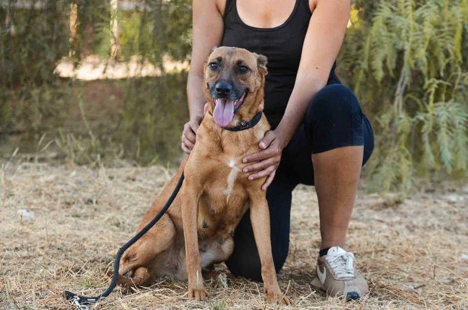 NINA, Castanho female young Mixed Breed for adoption at O Cantinho da Milu, Lisbon