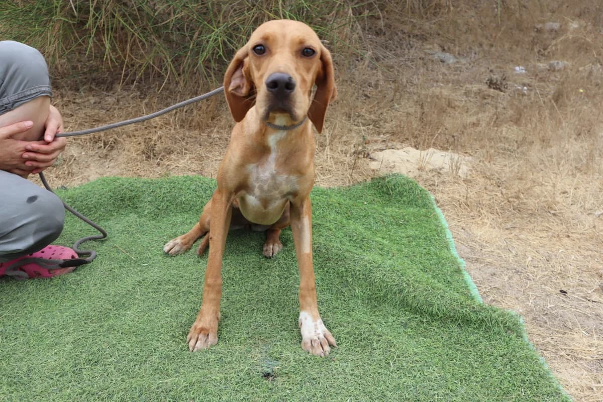 NERI, Castanho Mel female puppy Pointer for adoption at O Cantinho da Milu, Lisbon