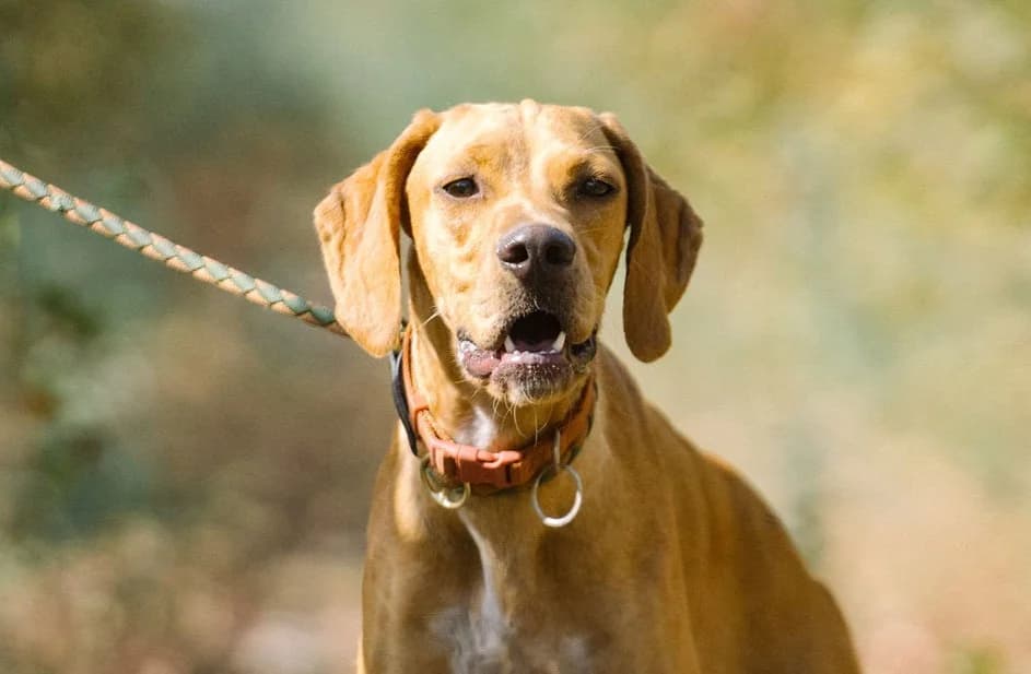 NERI, Castanho Mel female puppy Pointer for adoption at O Cantinho da Milu, Lisbon