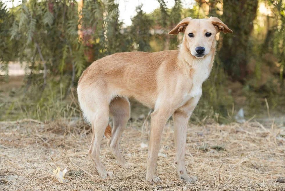 KATIE, Castanho female puppy Mixed Breed for adoption at O Cantinho da Milu, Lisbon
