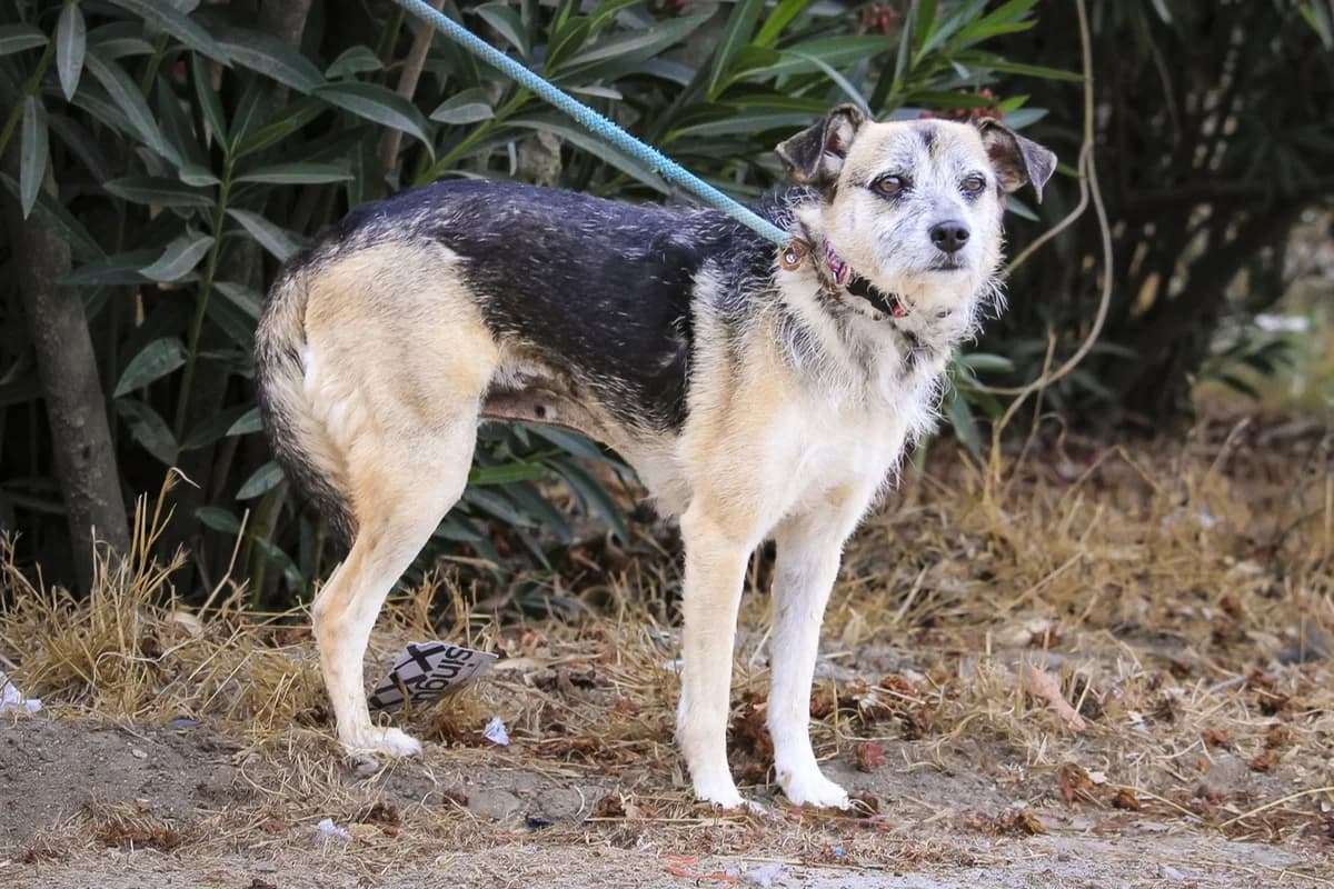 MURI, Cinzento e Preto female 4yo Mixed Breed for adoption at O Cantinho da Milu, Lisbon