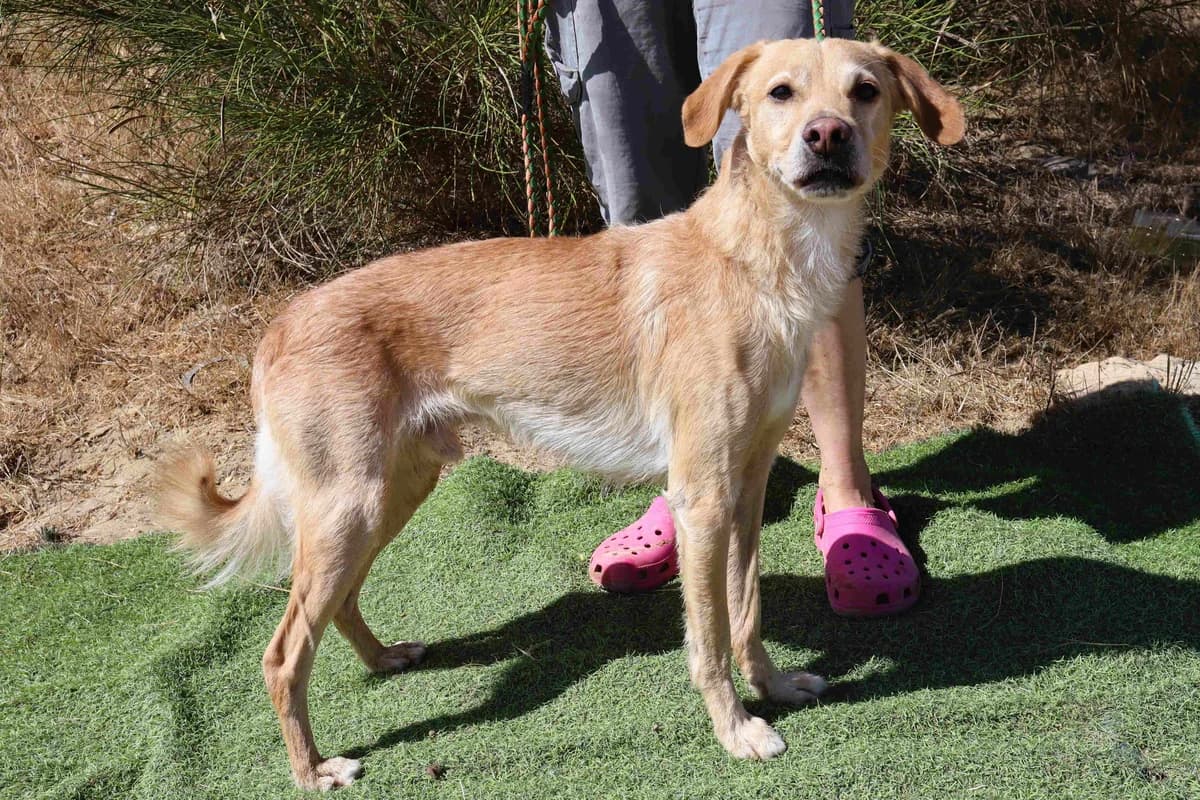 COLIN, Creme male 5yo Mixed Breed for adoption at O Cantinho da Milu, Lisbon