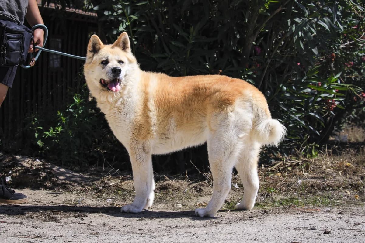 MAGALI, Branco e Amarelo female senior Akita for adoption at O Cantinho da Milu, Lisbon