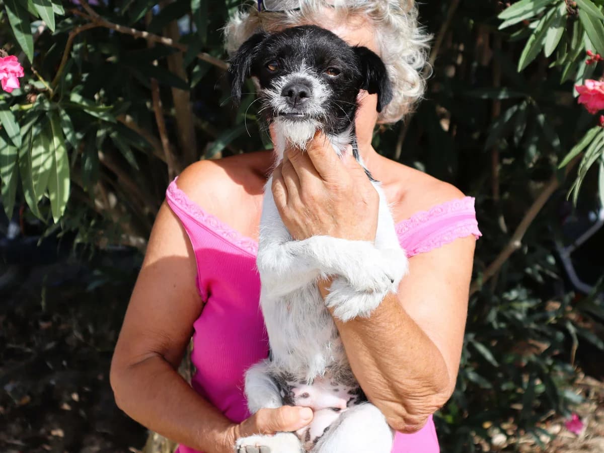 PULGA, Branco e Preto female young Mixed Breed for adoption at O Cantinho da Milu, Lisbon