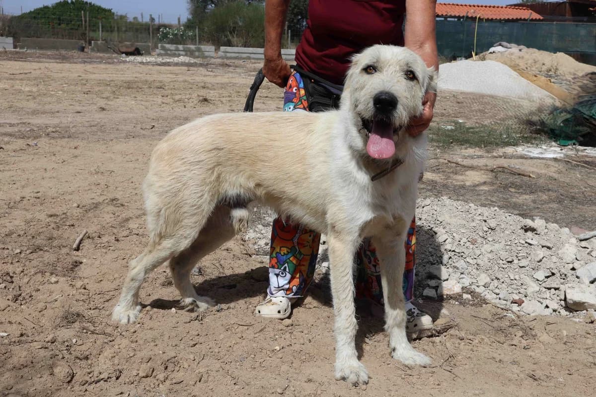 STAR, Branco male young Mixed Breed for adoption at O Cantinho da Milu, Lisbon