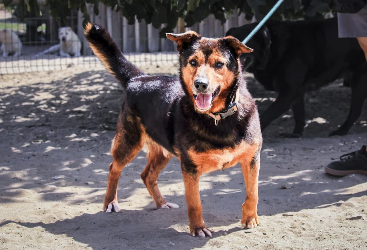 GIL, Preto e Castanho male 6yo Mixed Breed for adoption at O Cantinho da Milu, Lisbon