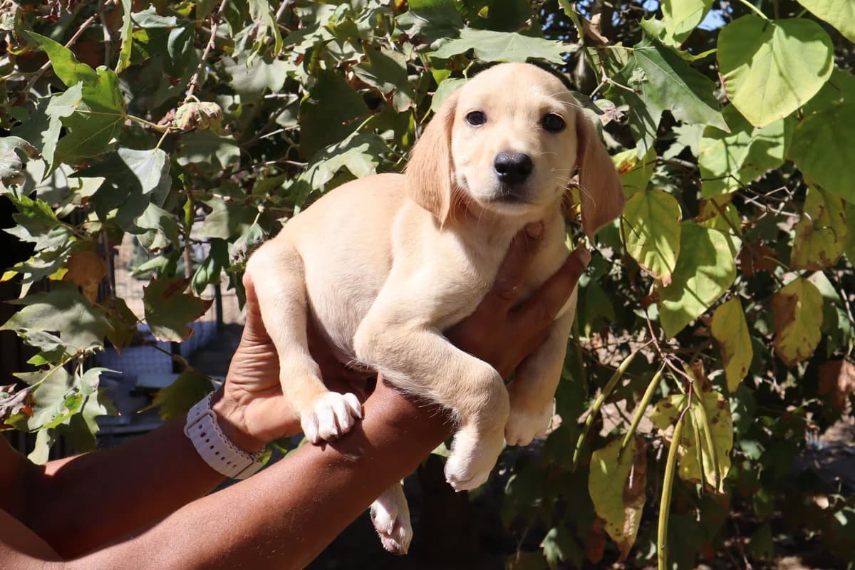 MURPHY, Creme male puppy Mixed Breed for adoption at O Cantinho da Milu, Lisbon