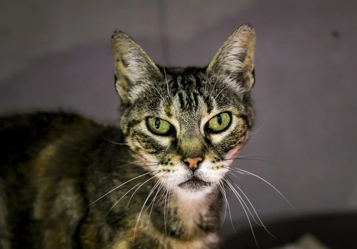 KLEOPATRA, Tricolor female senior Mixed Breed for adoption at O Cantinho da Milu, Lisbon