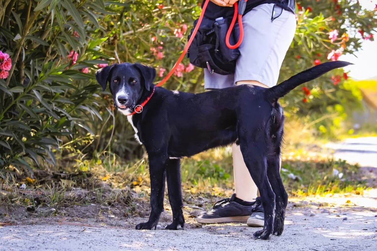 RINGO, Preto e Branco male puppy Mixed Breed for adoption at O Cantinho da Milu, Lisbon