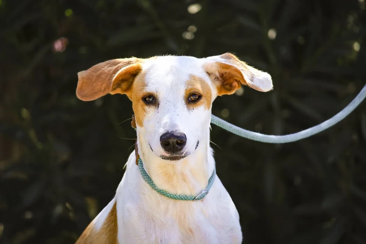 KARMELA, Castanho e Branco female young Mixed Breed for adoption at O Cantinho da Milu, Lisbon