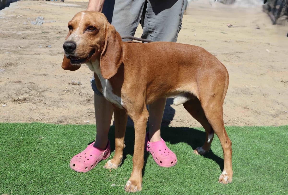 GASTON, Castanho Mel male 4yo Mixed Breed for adoption at O Cantinho da Milu, Lisbon
