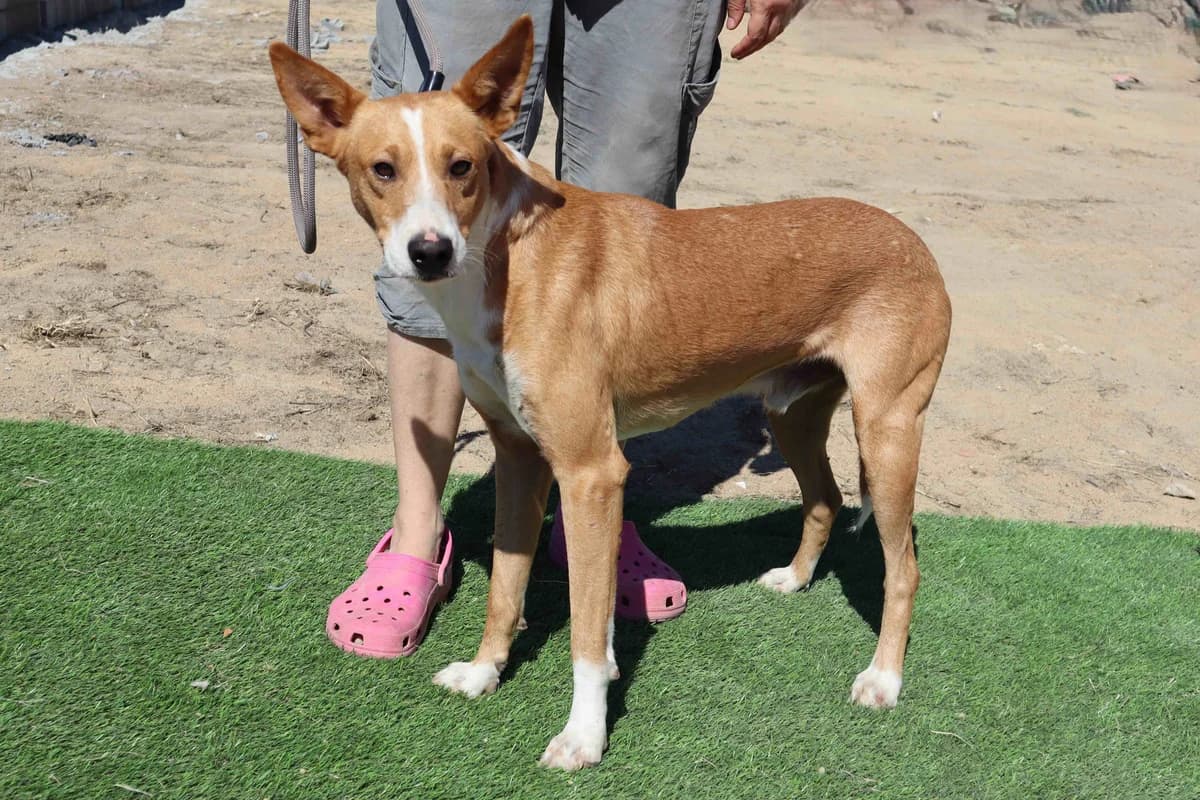 AROS, Castanho Mel male 3yo Mixed Breed for adoption at O Cantinho da Milu, Lisbon