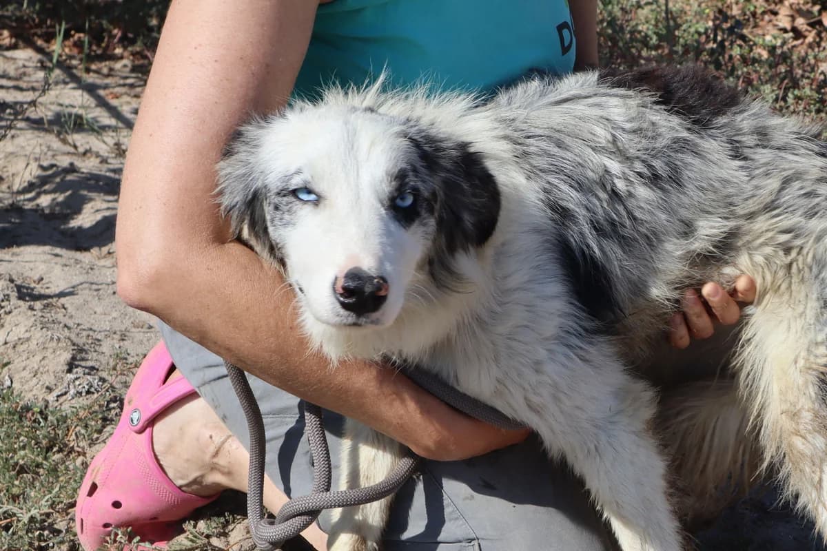 NOE, Tricolor male puppy Border Collie for adoption at O Cantinho da Milu, Lisbon