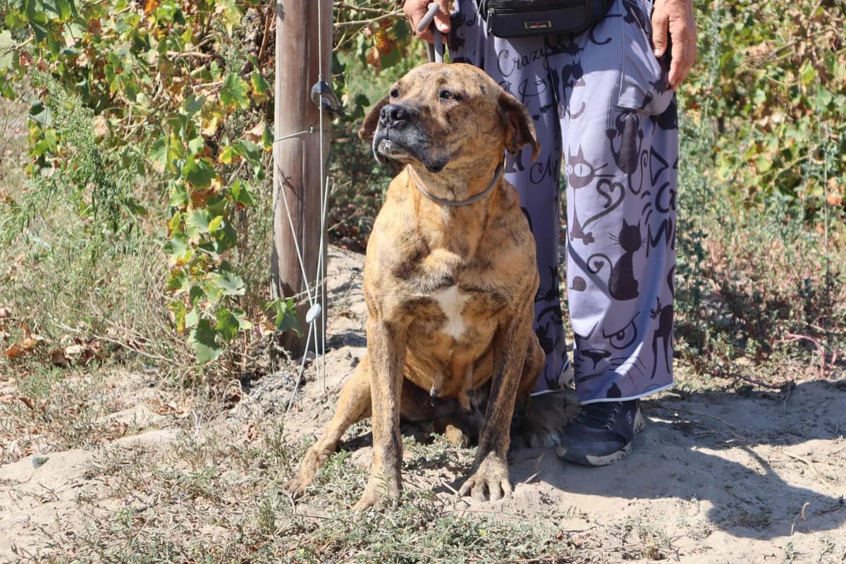 TIGRA, Tigrado female senior Mixed Breed for adoption at O Cantinho da Milu, Lisbon