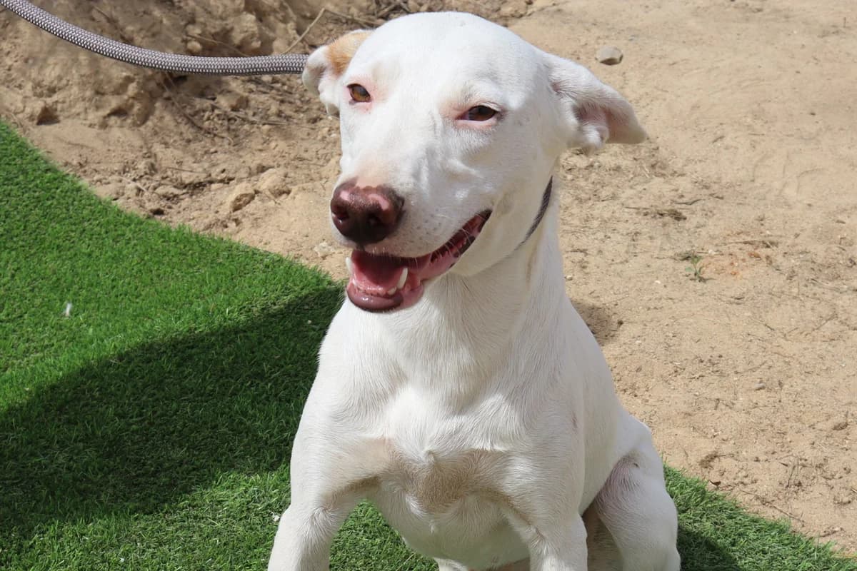 MARIANA, Branco female young Mixed Breed for adoption at O Cantinho da Milu, Lisbon