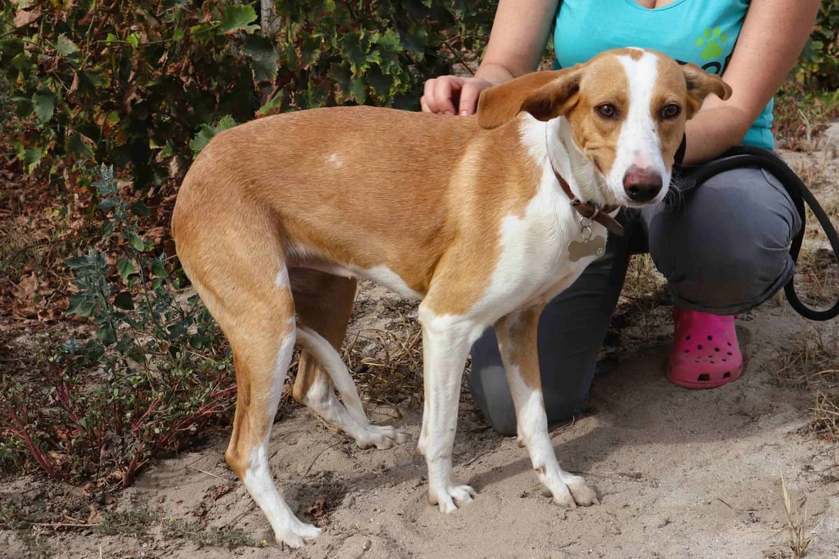ROGELIA, Castanho e Branco female young Mixed Breed for adoption at O Cantinho da Milu, Lisbon