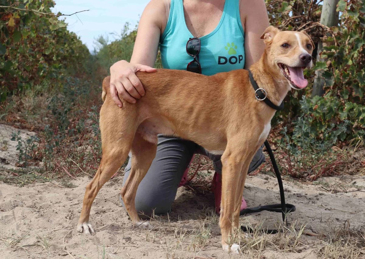 ULYSSES, Castanho male young Mixed Breed for adoption at O Cantinho da Milu, Lisbon