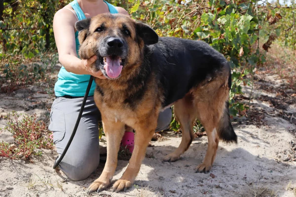 ISOLDE, Preto e Fogo female senior mixed breed for adoption at O Cantinho da Milu, Lisbon