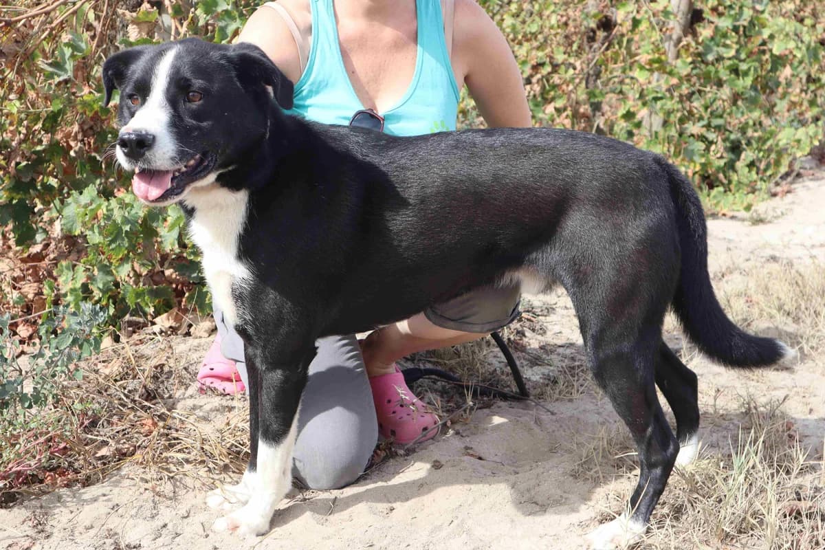 MIKE, Preto e Branco male 4yo Mixed Breed for adoption at O Cantinho da Milu, Lisbon
