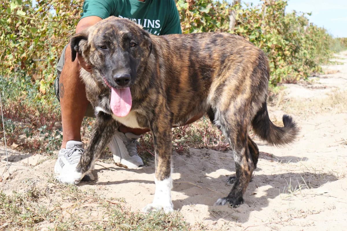 SMILLA, Tigrado Castanho female puppy Rafeiro do Alentejo for adoption at O Cantinho da Milu, Lisbon