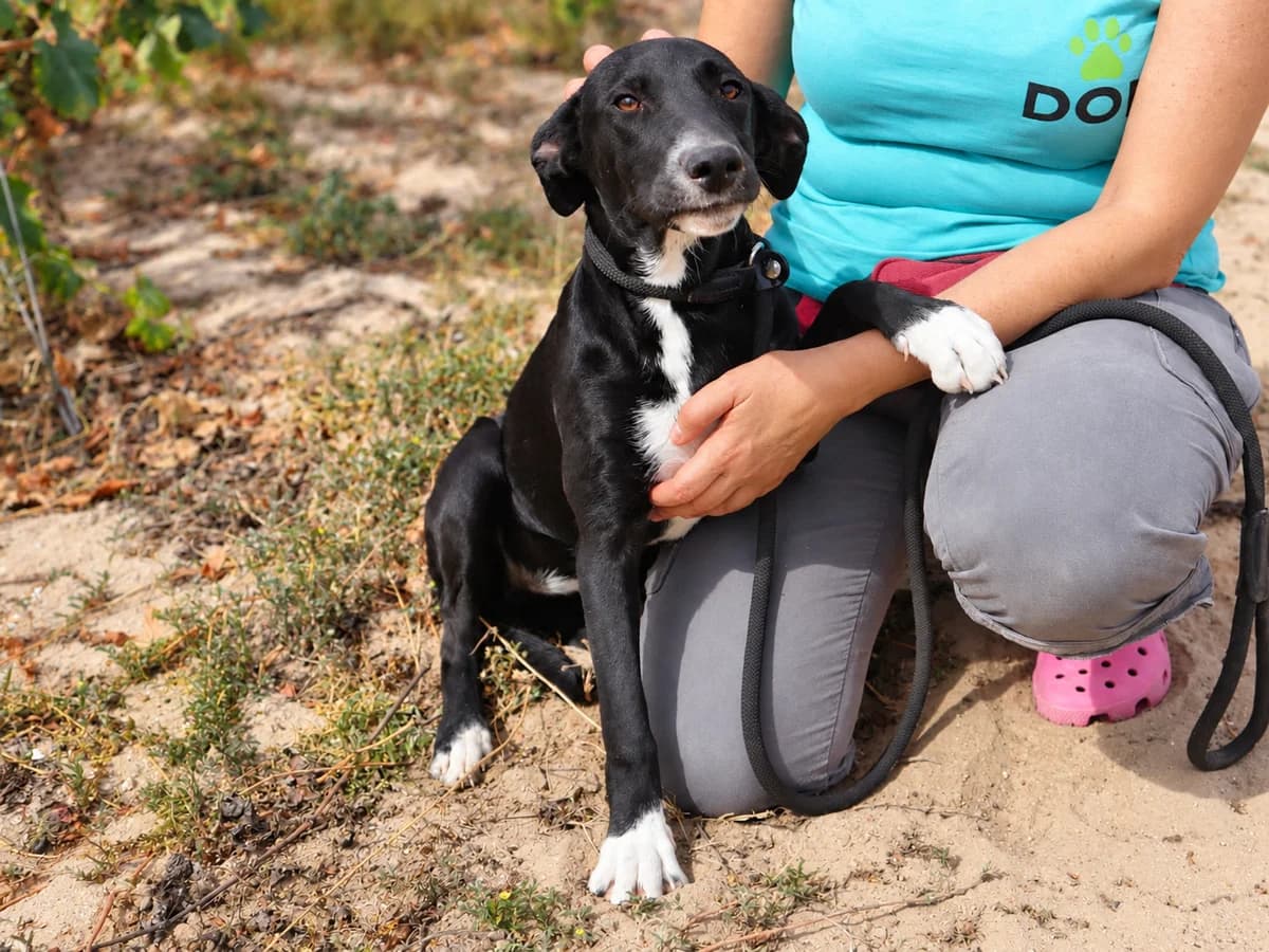 CLEO, Preto e Branco female puppy Mixed Breed for adoption at O Cantinho da Milu, Lisbon