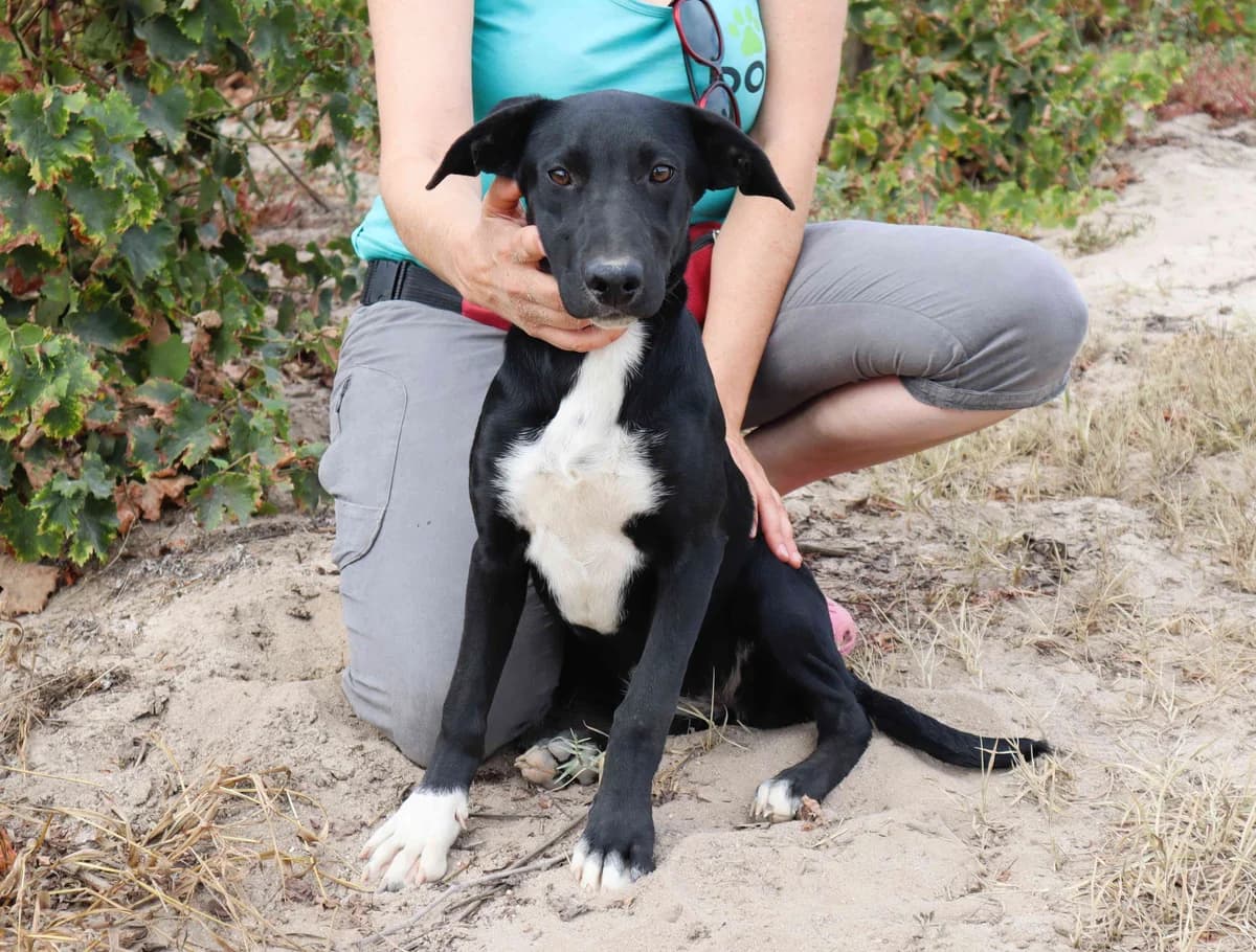 CECE, Preto e Branco female puppy Mixed Breed for adoption at O Cantinho da Milu, Lisbon