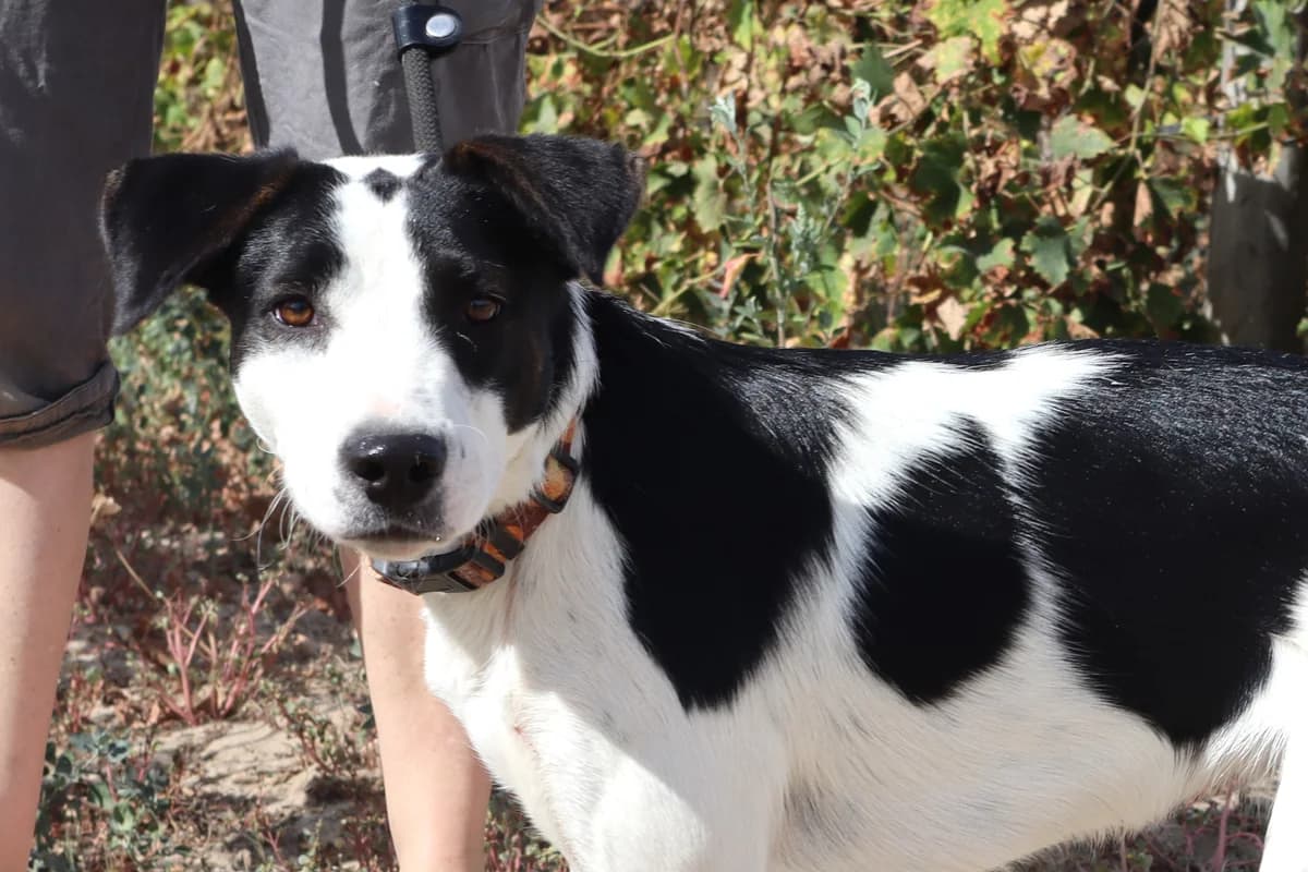 MONDA, Branco e Preto female puppy Mixed Breed for adoption at O Cantinho da Milu, Lisbon