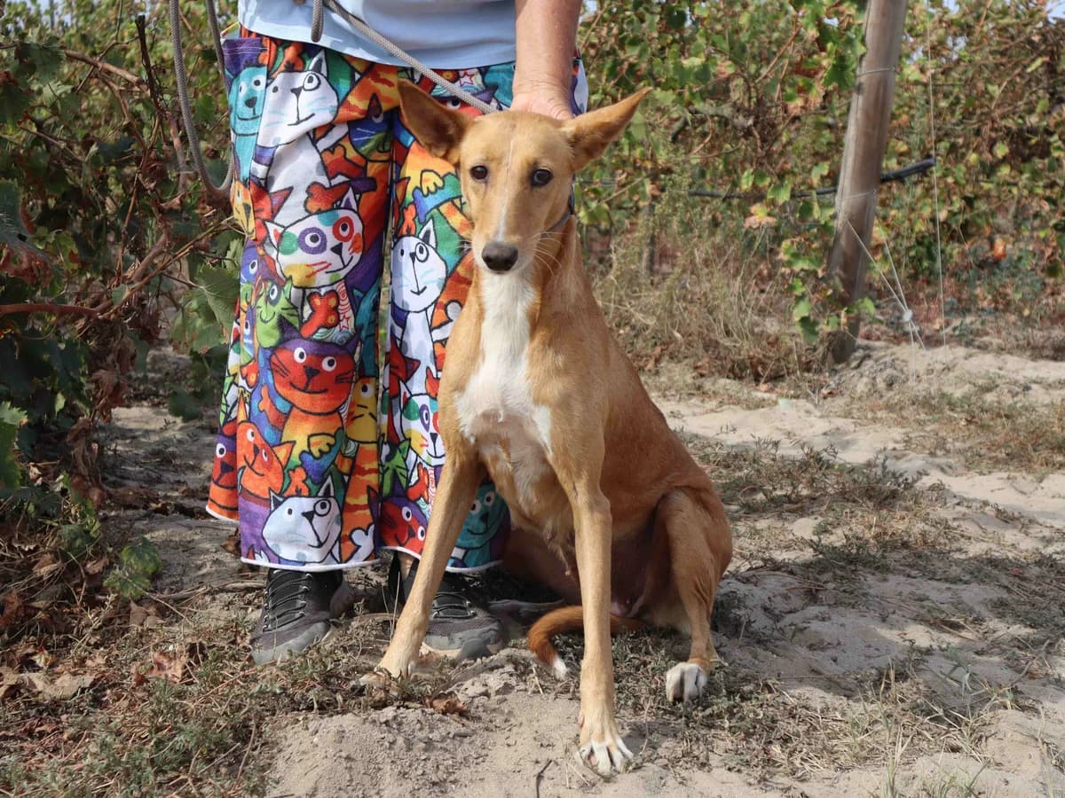 VITORIA, Castanho female 5yo Mixed Breed for adoption at O Cantinho da Milu, Lisbon