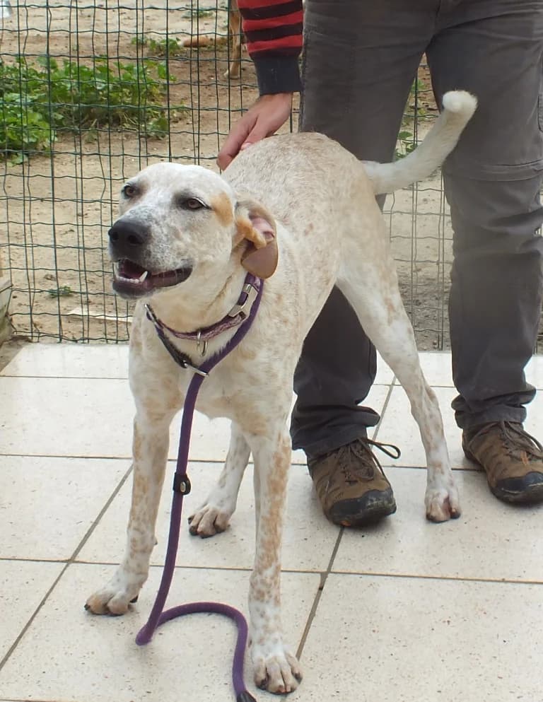 ROSIE, Branco e Castanho female senior Mixed Breed for adoption at O Cantinho da Milu, Lisbon
