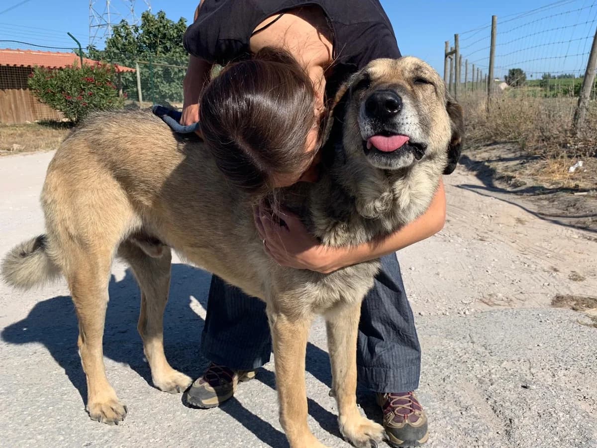 SEBASTIAO, Castanho male senior Mixed Breed for adoption at O Cantinho da Milu, Lisbon