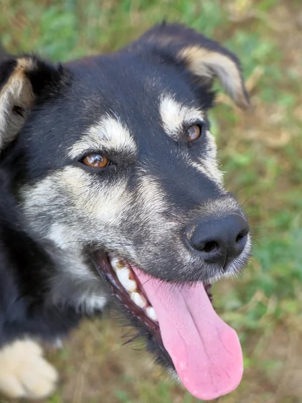 AIKA, female senior Mixed Breed for adoption at O Cantinho da Milu, Lisbon