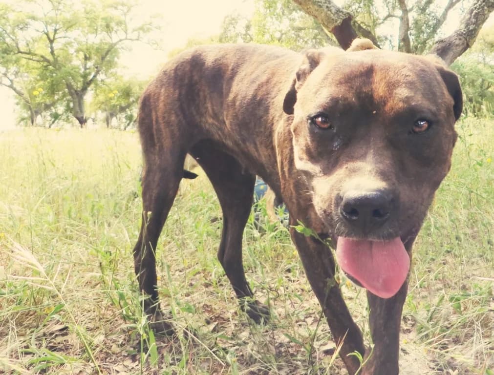 JULIETA, female senior Pit Bull Terrier for adoption at O Cantinho da Milu, Lisbon